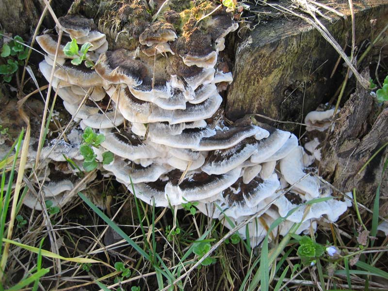 Escursione del  sabato pomeriggio